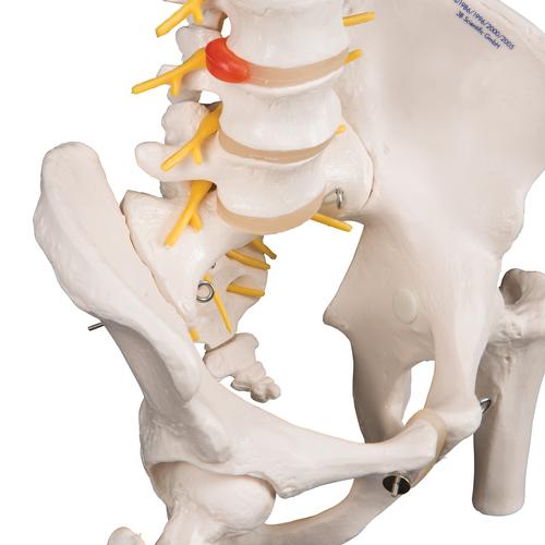 Colonne vertébrale de luxe flexible avec moignons de fémur - 3B Smart Anatomy, 1000126 [A58/6], Colonnes vertébrales (rachis)
