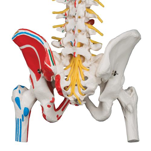 Colonne vertébrale de luxe flexible peinte avec moignons de fémur - 3B Smart Anatomy, 1000127 [A58/7], Colonnes vertébrales (rachis)