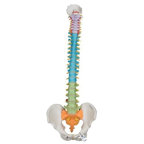 Colonne vertébrale flexible didactique - 3B Smart Anatomy, 1000128 [A58/8], Colonnes vertébrales (rachis)
