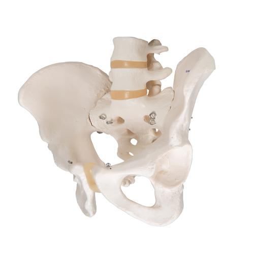 Squelette du bassin, masculin - 3B Smart Anatomy, 1000133 [A60], Modèles partie génitale et bassin