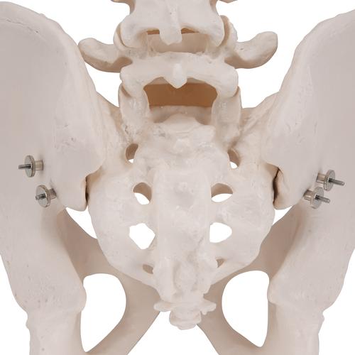 Squelette du bassin, masculin - 3B Smart Anatomy, 1000133 [A60], Modèles partie génitale et bassin