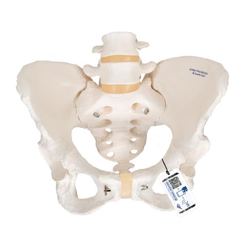 Squelette du bassin, féminin - 3B Smart Anatomy, 1000134 [A61], Modèles partie génitale et bassin
