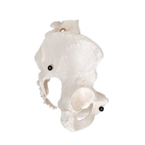Squelette du bassin, féminin - 3B Smart Anatomy, 1000134 [A61], Modèles partie génitale et bassin