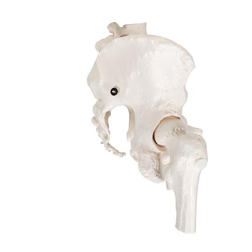 Squelette du bassin, féminin, avec moignons de fémur - 3B Smart Anatomy, 1000135 [A62], Modèles partie génitale et bassin