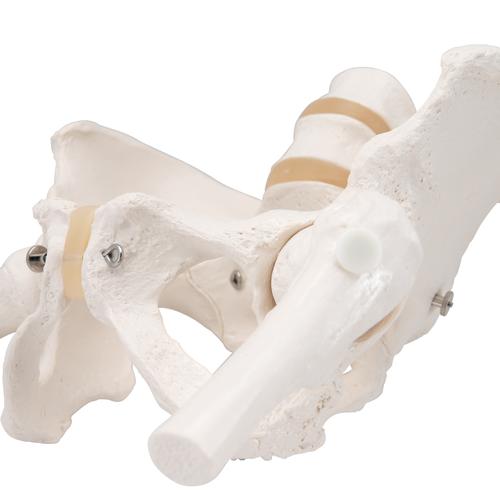 Squelette du bassin, féminin, avec moignons de fémur - 3B Smart Anatomy, 1000135 [A62], Modèles partie génitale et bassin