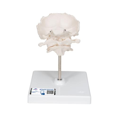 Atlas et axis avec squame occipitale - 3B Smart Anatomy, 1000142 [A71/5], Modèles pièces d'ostéologie seules