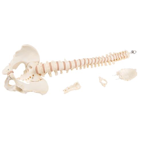 BONElike Colonne verébrale - 3B Smart Anatomy, 1000157 [A794], Colonnes vertébrales (rachis)