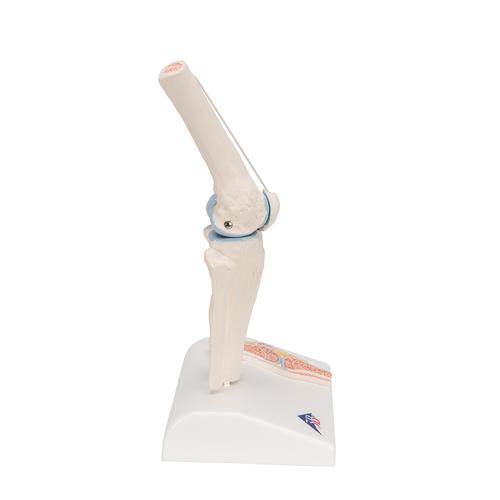 Mini-articulation du genou avec coupe transversale, sur socle - 3B Smart Anatomy, 1000170 [A85/1], Modèles d'articulations