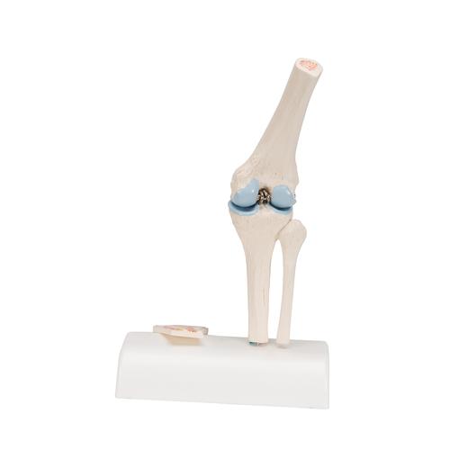 Mini-articulation du genou avec coupe transversale, sur socle - 3B Smart Anatomy, 1000170 [A85/1], Modèles d'articulations