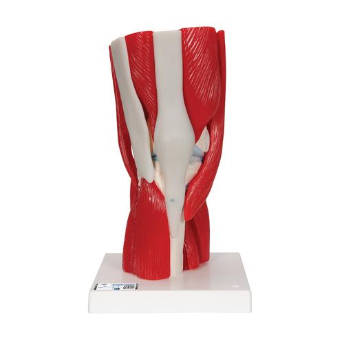 Articulation du genou, en 12 pièces - 3B Smart Anatomy, 1000178 [A882], Modèles de musculatures