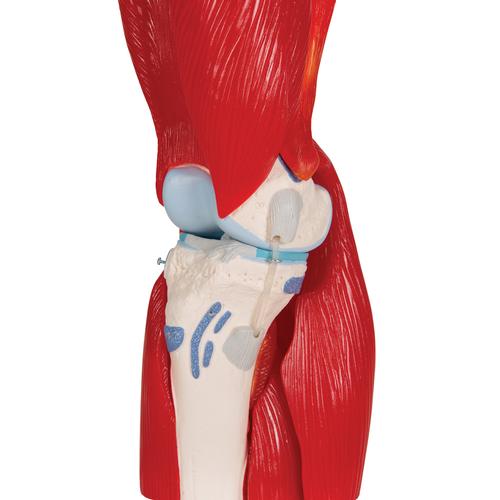 Articulation du genou, en 12 pièces - 3B Smart Anatomy, 1000178 [A882], Modèles de musculatures