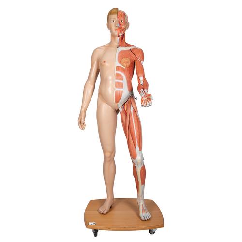 Modèle musculaire 3B Scientific® du corps humain bisexué, européen, en 39 parties - 3B Smart Anatomy, 1000209 [B53], Modèles de musculatures
