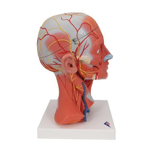 Musculature de la tête, en 5 parties - 3B Smart Anatomy, 1000214 [C05], Modèles de têtes