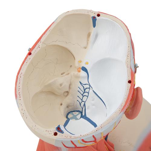 Musculature de la tête, en 5 parties - 3B Smart Anatomy, 1000214 [C05], Modèles de têtes