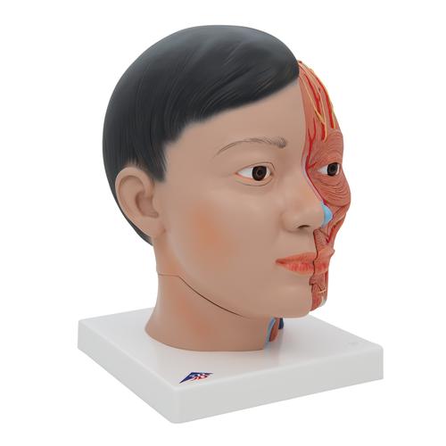 Tête et cou (asiatique), en 4 parties - 3B Smart Anatomy, 1000215 [C06], Modèles de têtes