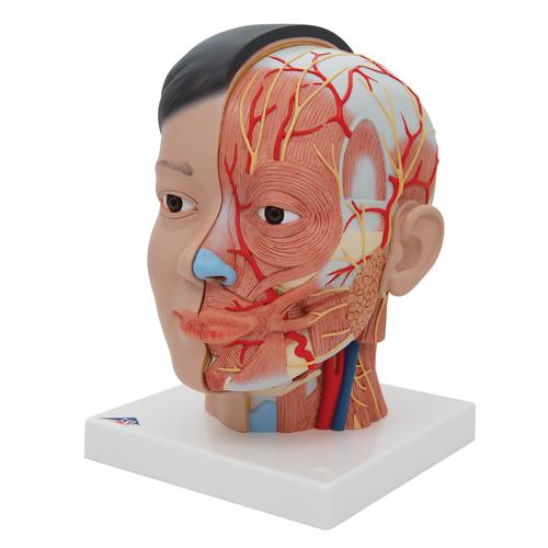 Tête et cou (asiatique), en 4 parties - 3B Smart Anatomy, 1000215 [C06], Modèles de têtes