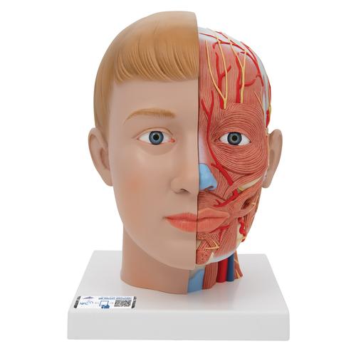 Tête et cou, en 4 parties - 3B Smart Anatomy, 1000216 [C07], Modèles de têtes