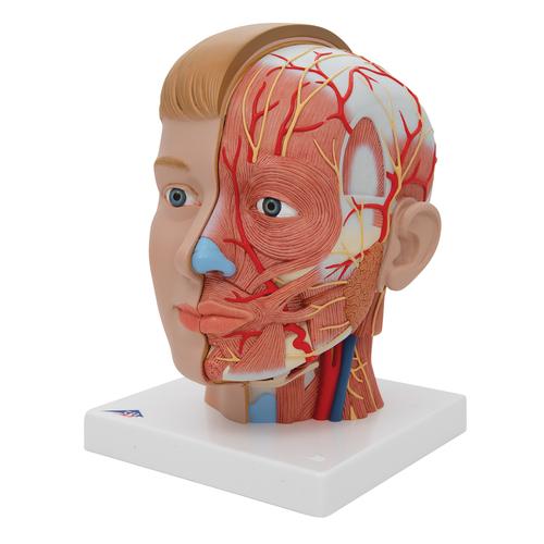 Tête et cou, en 4 parties - 3B Smart Anatomy, 1000216 [C07], Modèles de têtes