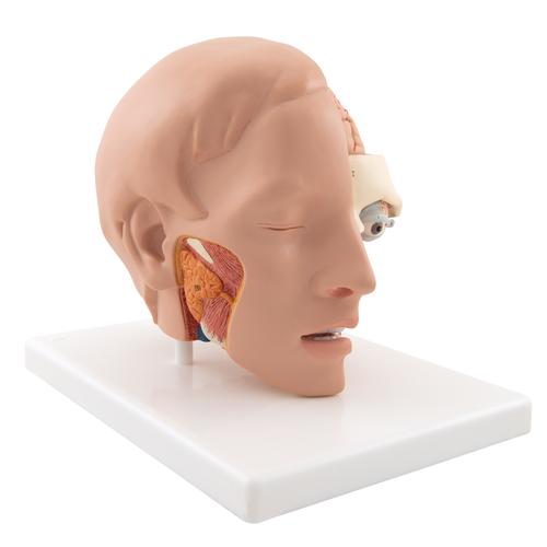 Modèle de tête, en 6 parties - 3B Smart Anatomy, 1000217 [C09/1], Modèles de têtes