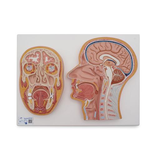 Coupe médiane et frontale de la tête - 3B Smart Anatomy, 1022187 [C13], Modèles de têtes