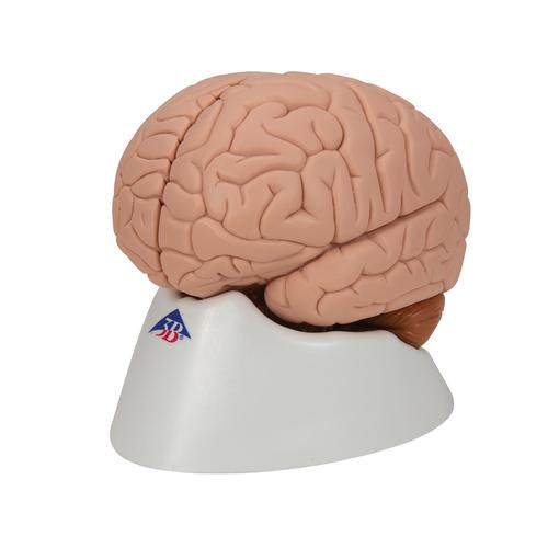 Cerveau en 2 parties - 3B Smart Anatomy, 1000222 [C15], Modèles de cerveaux