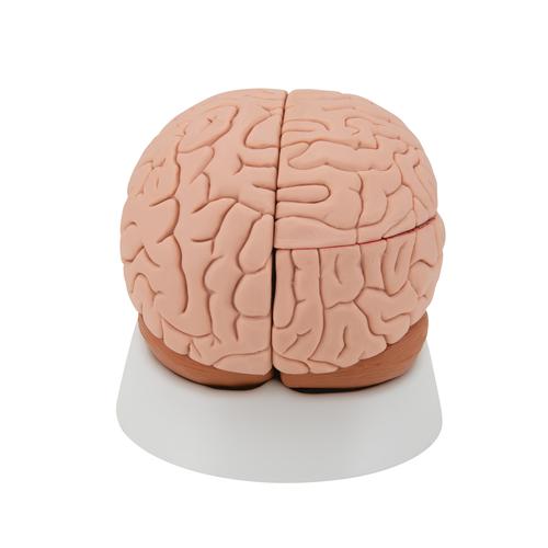 Modèle anatomique du cerveau en 4 parties - 3B Smart Anatomy, 1000224 [C16], Modèles de cerveaux