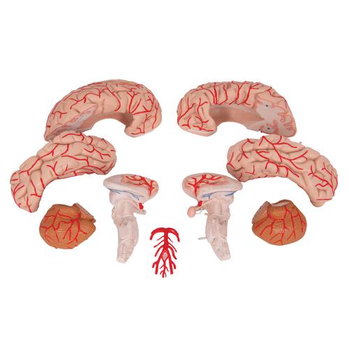 Cerveau avec artères, en 9 parties - 3B Smart Anatomy, 1017868 [C20], Modèles de cerveaux