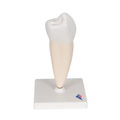 Prémolaire inférieure à une racine - 3B Smart Anatomy, 1000242 [D10/3], Modèles dentaires