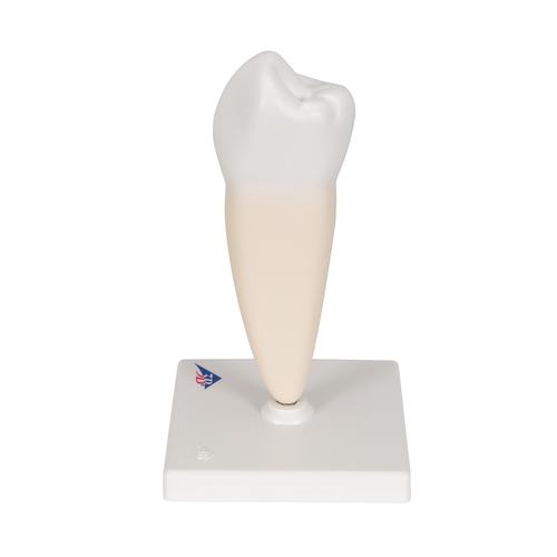 Prémolaire inférieure à une racine - 3B Smart Anatomy, 1000242 [D10/3], Modèles dentaires