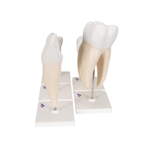 Série de 5 modèles de dents - 3B Smart Anatomy, 1017588 [D10], Modèles dentaires