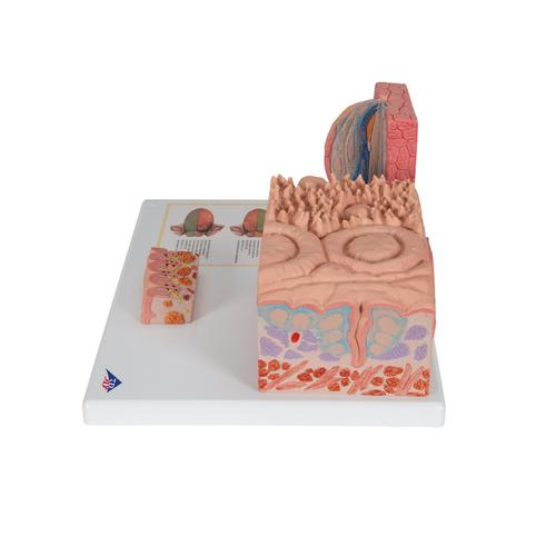 Langue - MICROanatomie 3B - 3B Smart Anatomy, 1000247 [D17], Modèles de systèmes digestifs