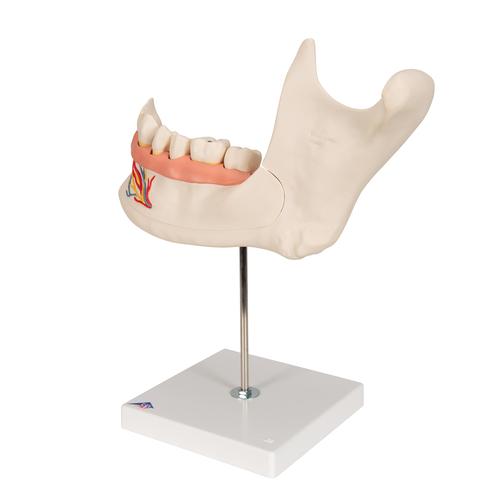Hémi-mandibule, agrandie 3 fois, en 6 parties - 3B Smart Anatomy, 1000249 [D25], Modèles dentaires
