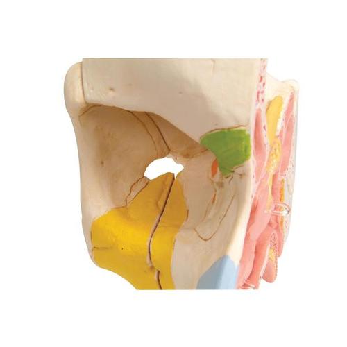 Nez en 5 parties avec sinus paranasaux - 3B Smart Anatomy, 1000254 [E20], Modèles ORL