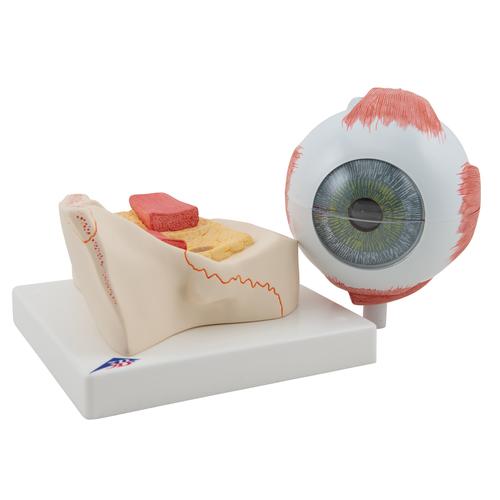 Oeil, agrandi 5 fois, en 7 parties - 3B Smart Anatomy, 1000256 [F11], Modèles de l'œil