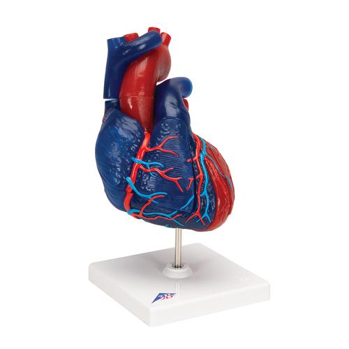 Modèle de cœur magnétique, taille naturelle, 5 pièces - 3B Smart Anatomy, 1010007 [G01/1], Modèles cœur et circulation