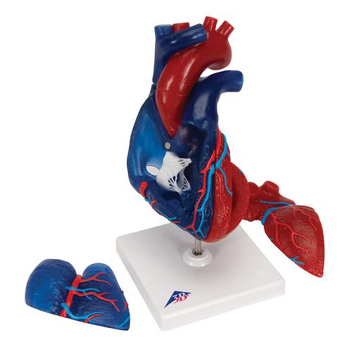 Modèle de cœur magnétique, taille naturelle, 5 pièces - 3B Smart Anatomy, 1010007 [G01/1], Modèles cœur et circulation