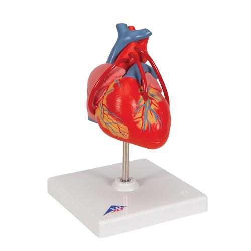 Cœur classique avec pontage, en 2 parties - 3B Smart Anatomy, 1017837 [G05], Éducation Santé du Coeur et Fitness