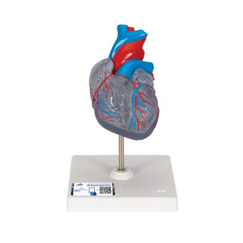 Cœur classique avec système de conduction de l’excitation, en 2 parties - 3B Smart Anatomy, 1019311 [G08/3], Modèles cœur et circulation