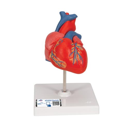 Cœur classique, en 2 parties - 3B Smart Anatomy, 1017800 [G08], Éducation Santé du Coeur et Fitness