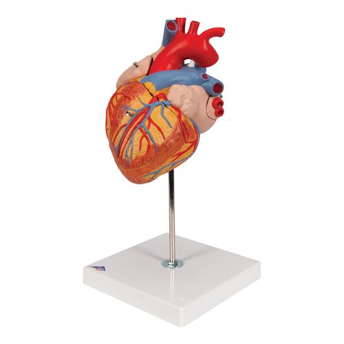 Modèle anatomique du cœur humain, agrandi 2 fois, en 4 parties - 3B Smart Anatomy, 1000268 [G12], Éducation Santé du Coeur et Fitness