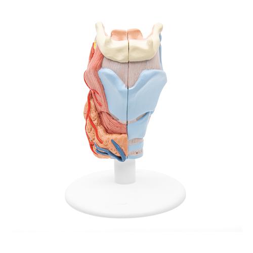 Larynx, en 2 parties - 3B Smart Anatomy, 1000273 [G22], Modèles ORL
