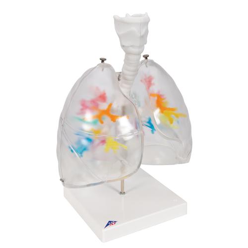 CT - Arbre bronchique avec larynx et poumon transparent - 3B Smart Anatomy, 1000275 [G23/1], Modèles de poumons