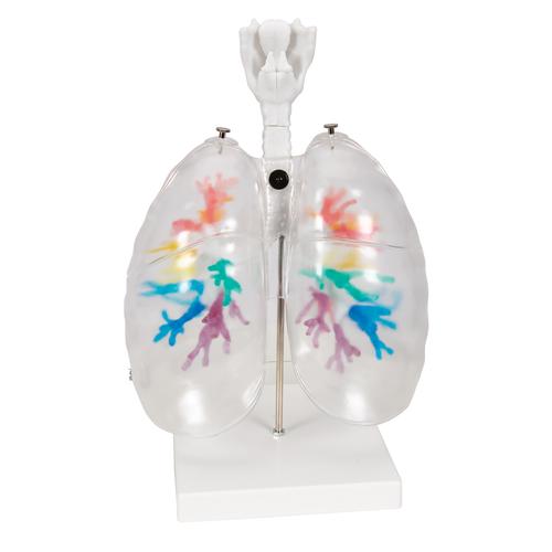 CT - Arbre bronchique avec larynx et poumon transparent - 3B Smart Anatomy, 1000275 [G23/1], Modèles de poumons