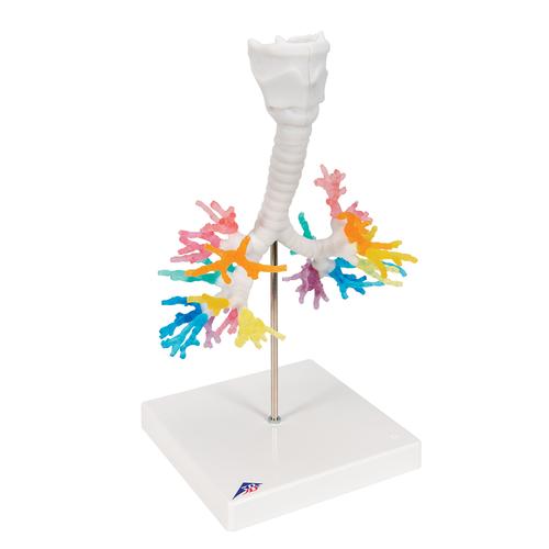 CT de l'arbre bronchique avec le larynx - 3B Smart Anatomy, 1000274 [G23], Modèles de poumons