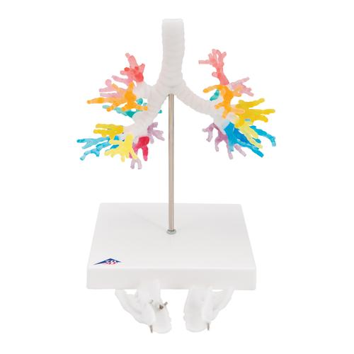 CT de l'arbre bronchique avec le larynx - 3B Smart Anatomy, 1000274 [G23], Modèles de poumons