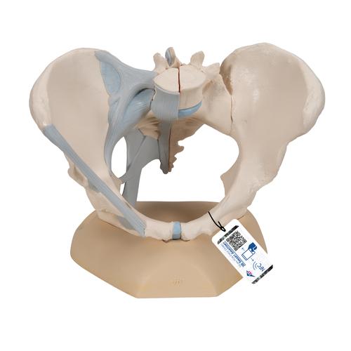 Bassin féminin avec ligaments, en trois pièces - 3B Smart Anatomy, 1000286 [H20/2], Education à la santé Femme