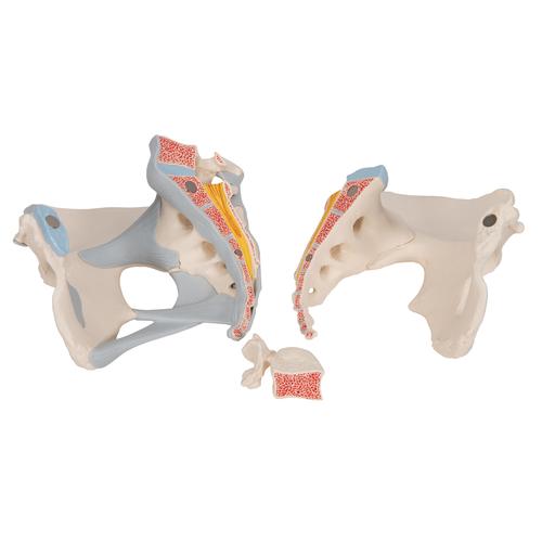 Bassin féminin avec ligaments, en trois pièces - 3B Smart Anatomy, 1000286 [H20/2], Modèles partie génitale et bassin