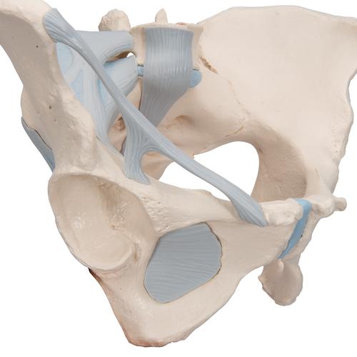 Bassin féminin avec ligaments, en trois pièces - 3B Smart Anatomy, 1000286 [H20/2], Modèles partie génitale et bassin