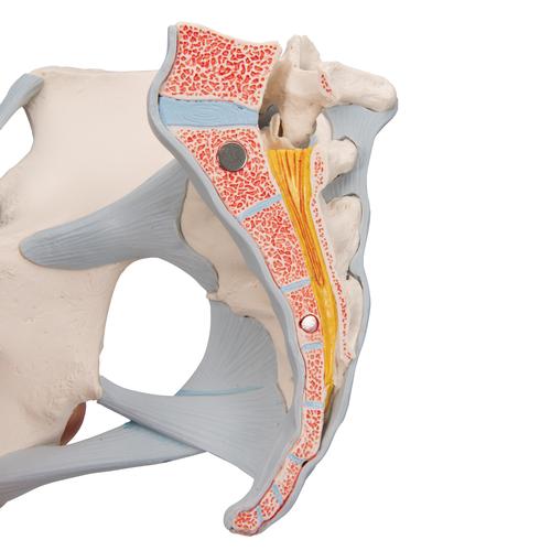 Bassin féminin avec ligaments, sectionné au niveau mi-sagittal à travers les organes des muscles du plancher pelvien, en quatre pièces - 3B Smart Anatomy, 1000287 [H20/3], Education à la santé Femme