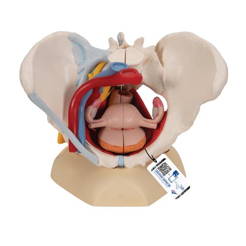 Bassin féminin avec ligaments, vaisseaux, nerfs, plancher pelvien et organes, en six pièces - 3B Smart Anatomy, 1000288 [H20/4], Education à la santé Femme